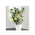 Tohumcumm Bodur Bonsai Limon Ağacı Tohumu 5 Adet Tohum