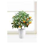 Tohumcumm Bodur Bonsai Mandalina Ağacı Tohumu Mandalin Ağacı Tohumu 5 Adet Tohum + Toprak + Saksı