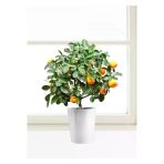 Tohumcumm Bodur Bonsai Mandalina Ağacı Tohumu Mandalin Ağacı Tohumu 5 Adet Tohum