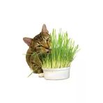 Tohumcumm Kedi Çimi Tohumu 100 Gram Tohum Çim Tohumu Kedi Otu Tohumu