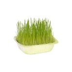 Tohumcumm Kedi Çimi Tohumu 100 Gram Tohum Çim Tohumu + Saksı Toprak