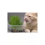 Tohumcumm Kedi Çimi Tohumu 30 Gram Ithal Kedi Çimi Tohumu