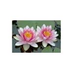 Tohumcumm Nadir Lotus Çiçeği Tohumu Nilüfer Çiçeği Tohumu 1 Adet Tohum