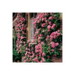 Tohumcumm Pembe Sarmaşık Gül Tohumu Pembe Gül Tohumu 5 Adet Tohum + Hediye Tohum