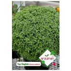 Top Fesleğen - Top Reyhan (ocimum Basilicum) Çiçek Tohumu 100 Adet