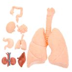 TOPPERFUN 8 Insan Organı Modeli Çocuklar Için Insan Vücudu Modeli Böbrek Modeli Insan Anatomisi Simüle Edilmiş Modeller Anatomik Modeli Gastrointestinal Model Süslemek Öğrenci Yapay Pvc