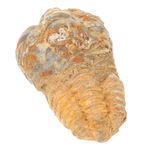 TOPPERFUN trilobit fosili paleontolojik fosiller sınıf öğretmenliği öğretim aracı öğretim sahne Masaüstü Süslemesi takım eğitici öğretim örneği trilobit sahne dekorasyon modeli Taş