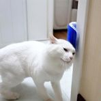 Toptan Bulurum Cat It Pratik Kedi Tüyü Kaşıma Ve Tarama Aparatı Duvara Monte Kaşıma Aleti
