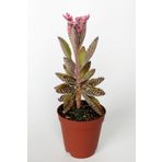 Toptan Kaktüs Aşkın Gözyaşları Çiçeği Kalanchoe Daigremontiana Pembe 5.5 Cm Saksıda