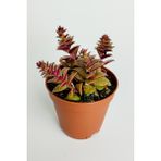 Toptan Kaktüs Benek Piramit Yaprak Nadir Tür Sukulent Kırmızı Crassula Exilis Picturata Küçük Beyaz Çiçek Verir Yıldız Yapraklı 5.5 cm Saksıda