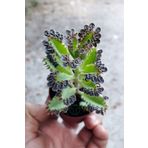 Toptan Kaktüs Binlerin anası gri aşkın gözyaşları çiçeği özel tür Kalanchoe Daigremontiana 5.5 cm saksıda