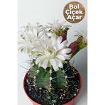 Toptan Kaktüs Bol Çiçek Açan Beyaz Çiçekli Gymnocalycium Kaktüs 8.5 cm Saksıda