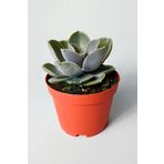Toptan Kaktüs Echeveria Pollux rozet sukulent özel tür 8.5 kırmızı saksıda