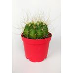 Toptan Kaktüs Echinopsis Aurea Özel Tür Kaktüs Büyük Boy Uzun Sarı Dikenli 8.5 cm Kırmızı Saksıda