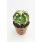 Toptan Kaktüs Echinopsis Subdenudata Beyaz Çiçekli Kaktüs 5.5 cm Saksıda