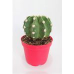 Toptan Kaktüs Echinopsis Subdenudata Özel Tür Kaktüs 8.5 Cm Kırmızı Saksıda Tekli