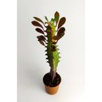 Toptan Kaktüs Euphorbia Trigona Royal Red Nadide Tür Kaktüs Özel Tür Kaktüs 5.5 cm Saksıda