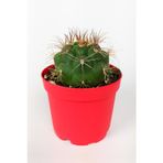 Toptan Kaktüs Gymnocalycium Marquezii Kaktüs Büyük Boy 8.5 Cm Kırmızı Saksıda