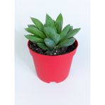Toptan Kaktüs Haworthia Cuspidata Yıldız Sukulent Star Window Yeşil Gül 8.5 cm Kırmızı Saksıda