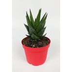 Toptan Kaktüs Haworthia Limifolia Sukulent 8.5 Cm Kırmızı Saksıda Büyük Boy
