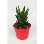 Toptan Kaktüs Haworthia Limifolia Sukulent 8.5 Cm Kırmızı Saksıda Büyük Boy