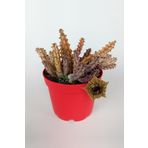 Toptan Kaktüs Huernia Zebrina Asclepiadaceae Leş Kaktüsü Leopar Desen Çiçekli 8.5 Cm Kırmızı Saksıda