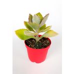 Toptan Kaktüs Kalanchoe Beharensis Fang kadife yapraklı sukulent keçe bitkisi kalanşo 8.5 cm kırmızı saksıda