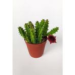 Toptan Kaktüs Leş Kaktüsü Huernia Angolensis Küçük Bordo Çiçekli Özel Tür 5.5 cm Kahverengi Saksıda