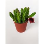 Toptan Kaktüs Leş Kaktüsü Huernia Angolensis Küçük Bordo Çiçekli Özel Tür 5.5 cm Kahverengi Saksıda