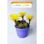 Toptan Kaktüs Lobivia Arachnacantha Bol Yavrulu Çiçek Açan Kaktüs 8.5 cm Saksıda