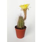 Toptan Kaktüs Lobivia Aurea Sarı Çiçek Açan Kaktüs Özel Tür Bol Yavru 5.5 Cm Kahverengi Saksıda