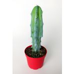 Toptan Kaktüs Mavi Kaktüs Myrtillocactus Geometrizans Sütun Kaktüs Yaban Mersini Kaktüsü 8.5 Cm Kırmızı Saksıda