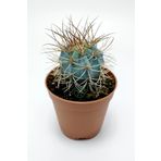 Toptan Kaktüs Mavi melo kaktüs Melocactus Azureus Türk şapkası kaktüsü