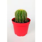 Toptan Kaktüs Notocactus Leninghausii Golden Ball Kaktüs 8.5 cm Kırmızı Saksıda Büyük Boy Kaktüs