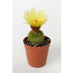 Toptan Kaktüs Notocactus (parodia) Buiningii Sarı Çiçek Açan Kaktüs Nadir Özel Tür 5.5 Cm Saksıda