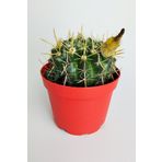 Toptan Kaktüs Notocactus Submammulosus büyük boy kaktüs sarı çiçek açan canlı parlak özel tür 8.5 cm kırmızı saksı