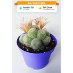 Toptan Kaktüs Rebutia Sunrise – Bol Yavrulu Çiçek Açan Kaktüs – 8.5 cm Saksıda