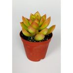 Toptan Kaktüs Sedum Nussbaumerianum Çiçek Açan Sukulent Yaprakları Turuncuya Döner 5.5 cm Saksıda