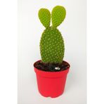 Toptan Kaktüs Tavsan Kulağı Yesil Opuntia 8.5 Cm Kırmızı Saksıda