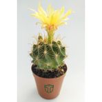 Toptan Kaktüs - Thelocactus Ideas Çiçek Açan Kaktüs 5.5 cm