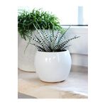 Toptan Kaktüs Zebra Sukulent Haworthia Fasciata Alba Beyaz Benekli Özel Tür Sukulent 8.5 Cm Kırmızı Saksıda