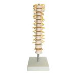 Torakal Omurga (Vertebra) Modeli