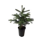 Toros Göknar Köknar Çam Fidanı 4 Yaş 40-60 Cm Abies Cilicica