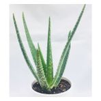 Toru Bahçe Aloe Vera 20 30 cm Bitkisi Jel Sarısabır