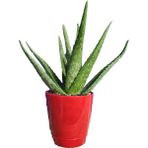 Toru Bahçe Aloe Vera Bitkisi-Jel Için Doğal Krem Şifalı Bitki Sarısabır