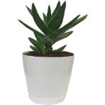 Toru Bahçe Aloevera Bitkisi Dikenli 10-25 cm Salon ve Balkon Çiçeği