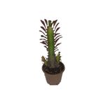 torubahce Euphorbia Trigona Rubra Kaktüs Kırmızı Süt Ağacı 1 Lt Sak Sı Içinde
