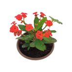 Torubahce Mini euphorbia milii kaktüs dikenler tacı kırmızı renkli 5-10 cm 5,5cm saksıda