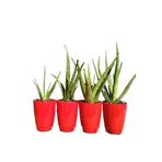 torubahce Toru Bahçe Aloe Vera Bitkisi-jel Için 5-15 Cm Doğal Krem Şifalı