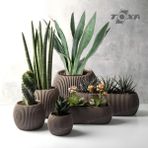 ToXA 6 Parça Mercan Saksı Seti Sütlü Kahve
